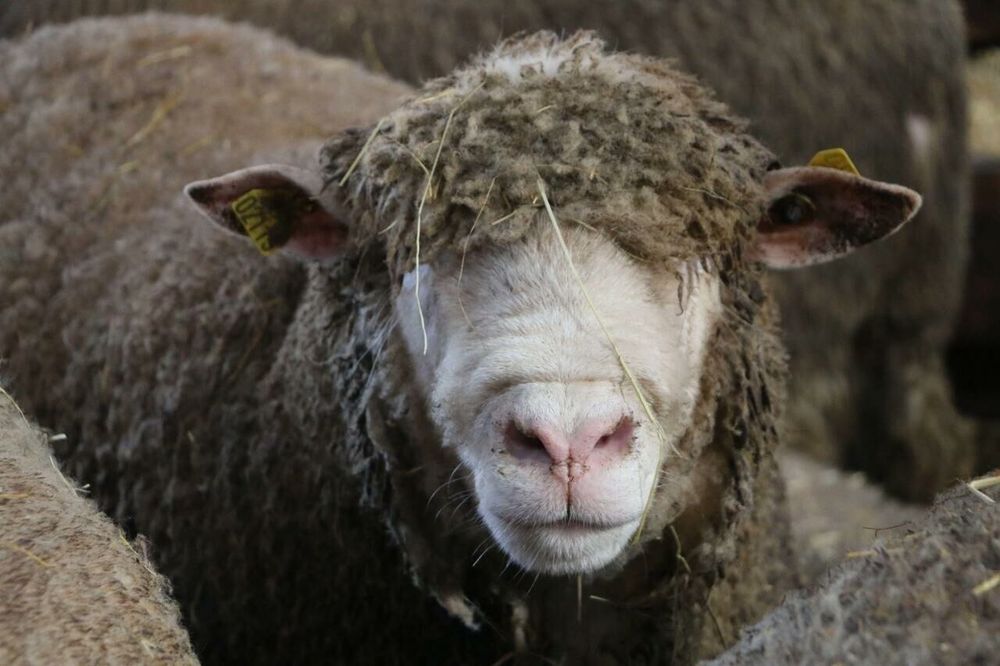 mouton laine vierge